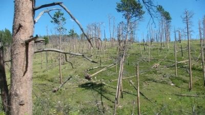 Jasper Fire Remnants. Click for full size. Jasper Fire Remnants image. Click for full size.