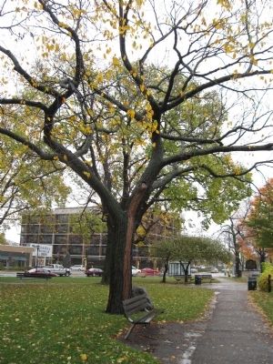 Memorial Tree. Click for full size. Memorial Tree image. Click for full size.