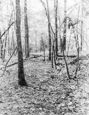 Trench at Site image. Click for full size.