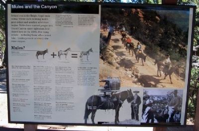 Mules and the Canyon Marker. Click for full size. Mules and the Canyon Marker image. Click for full size.