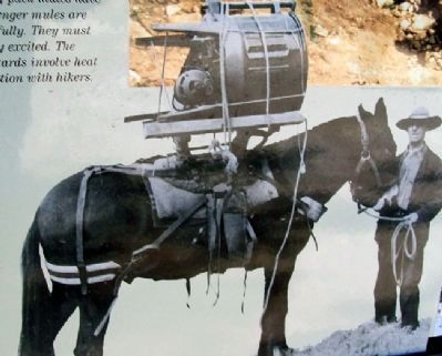 Photo on Mules Marker. Click for full size. Photo on Mules Marker image. Click for full size.