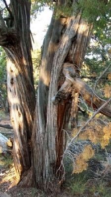 Utah Juniper Near Marker. Click for full size. Utah Juniper Near Marker image. Click for full size.