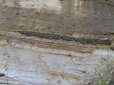 Exposed Bluff at Ponca State Park with cliff swallow nests image. Click for full size.