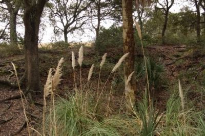 Battery Haskell , one time, now overgrown cannon position. Click for full size. Battery Haskell , one time, now overgrown cannon position image. Click for full size.