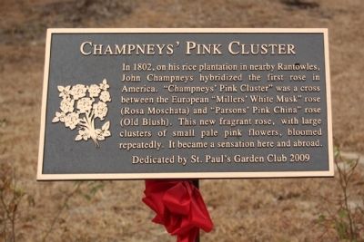 Champneys' Pink Cluster Marker image. Click for full size.