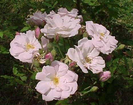 Champneys' Pink Cluster image. Click for full size.