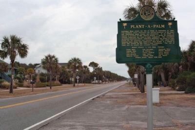 Plant - a - Palm Marker, along tree lined Palm Blvd, looking northeast image. Click for full size.