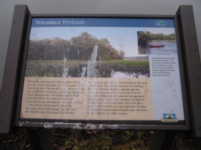 Wicomico Wetlands Marker image. Click for full size.