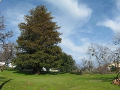 Edward James M<u>c</u>Ganney Marker is at the Base of This Tree image. Click for full size.