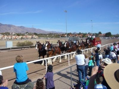 Budweiser Clydesdales go on parade at Rillito Race Track. Click for full size. Budweiser Clydesdales go on parade at Rillito Race Track image. Click for full size.