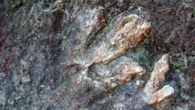 Saurischia Dinosaur Tracks image. Click for full size.