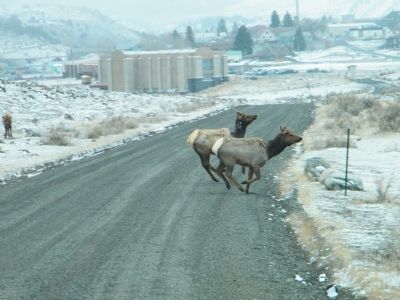 Young elk playing around near Gardiner, MT and park entrance image. Click for full size.