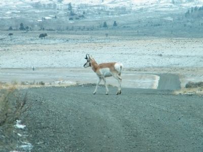 Male Pronghorn Antelope near entrance to park image. Click for full size.