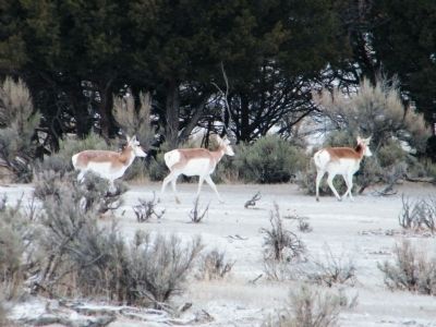 Small herd of pronghorn antelope near entrance to park image. Click for full size.