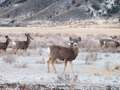 Small herd of mule deer near entrance to park image. Click for full size.