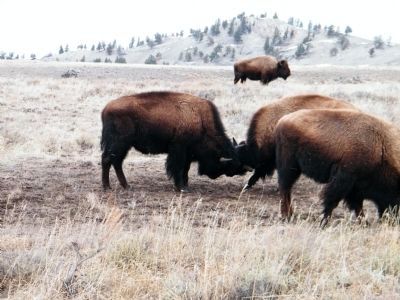 Two young Bison (i.e. Buffalo) playing image. Click for full size.