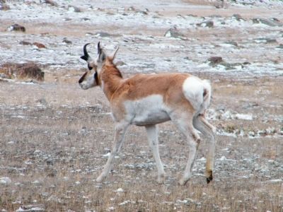 Male Pronghorn Antelope image. Click for full size.