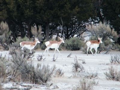 Female Pronghorn Antelope image. Click for full size.