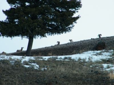 Herd of Bighorn Sheep on hillside image. Click for full size.
