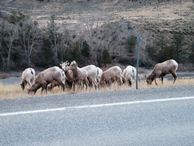 Herd of Bighorn Sheep by roadside image. Click for full size.