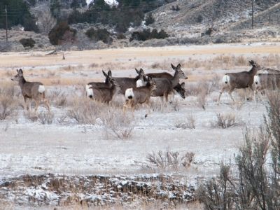 Black-tailed or Mule Deer image. Click for full size.