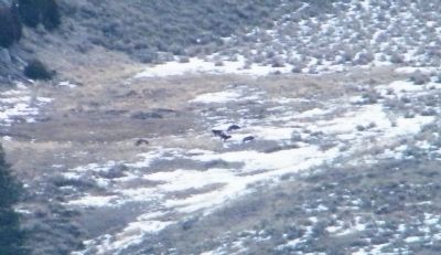 Pack of Wolves in distance image. Click for full size.