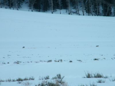 Pair of Coyotes in the distance image. Click for full size.