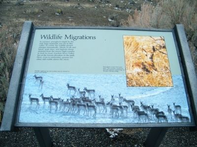 Wildlife Migrations Marker. Click for full size. Wildlife Migrations Marker image. Click for full size.