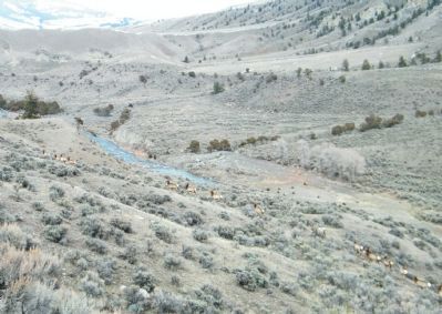 Elk herd migrating on trails within the Gardner River Valley. Click for full size. Elk herd migrating on trails within the Gardner River Valley image. Click for full size.