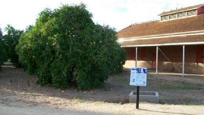 Orchards Marker. Click for full size. Orchards Marker image. Click for full size.
