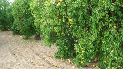 Orange Trees Near Orchards Marker. Click for full size. Orange Trees Near Orchards Marker image. Click for full size.