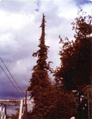 The "El Palo Alto". Click for full size. The "El Palo Alto" image. Click for full size.