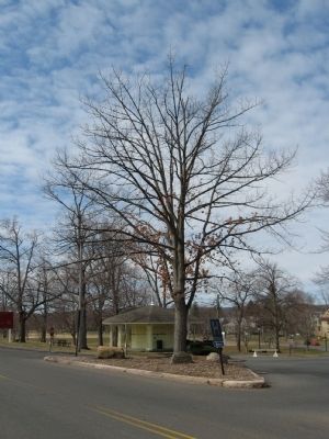 100 Birthday of Freedom Tree. Click for full size. 100 Birthday of Freedom Tree image. Click for full size.