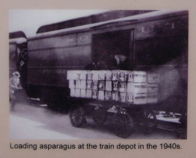 Loading Asparagus at the Train Depot in the 1940s image. Click for full size.