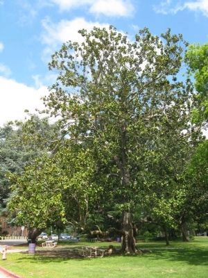 Southern Magnolia (Magnolia grandiflora) image. Click for full size.