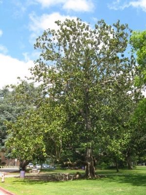 Southern Magnolia (Magnolia grandiflora). Click for full size. Southern Magnolia (Magnolia grandiflora) image. Click for full size.