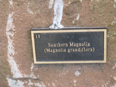 Plaque Marking the Southern Magnolia image. Click for full size.
