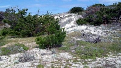 Dunes at Asilomar image. Click for full size.