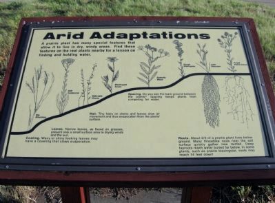 Arid Adaptations image. Click for full size.