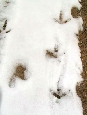 Turkey Tracks Along the Nature Trail image. Click for full size.