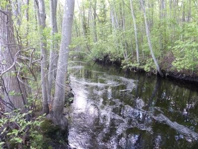 Typical cedar-water Pine Barrens stream. The froth on top contains iron that aggregates to form ore. image. Click for full size.