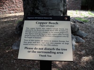 Copper Beech Marker image. Click for full size.