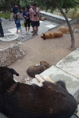 Some of the ubiquitous feral dogs of the Acropolis, chilling near the marker image. Click for full size.