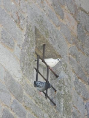 Pigeons roosting in the walls of the monastery. Click for full size. Pigeons roosting in the walls of the monastery image. Click for full size.