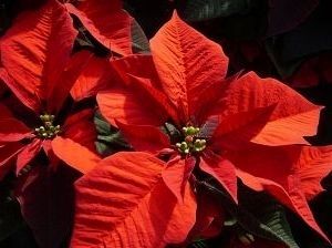 Poinsettia. Click for full size. Poinsettia image. Click for full size.