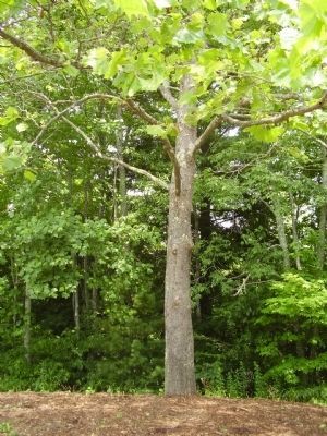 Moon Tree. Click for full size. Moon Tree image. Click for full size.