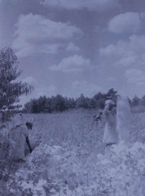 Parsons Mountain Marker -<br>Cotton Pickens From the 1930s in Edgefield County image. Click for full size.