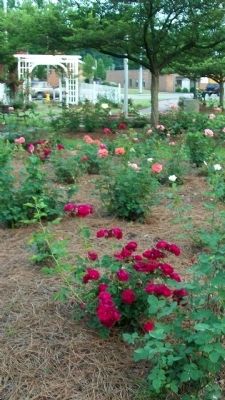 Commemorative Rose Garden. Click for full size. Commemorative Rose Garden image. Click for full size.