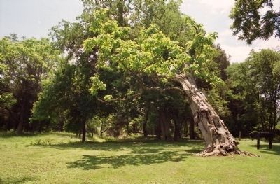 Ellwood Catalpa in 2001 image. Click for full size.