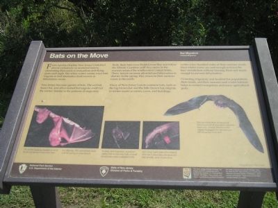 Bats on the Move Marker image. Click for full size.
